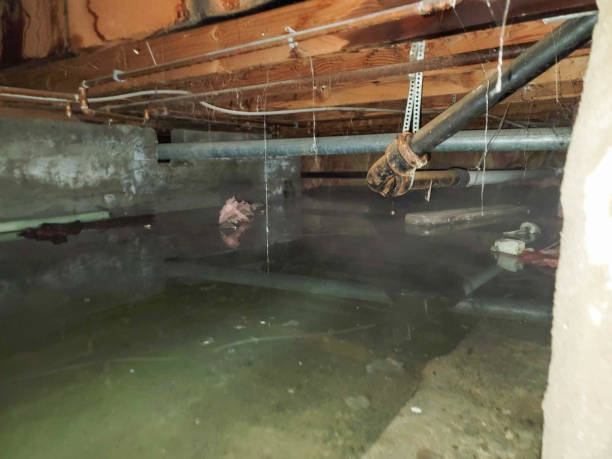 Best Professional water damage repair  in Perry, IA